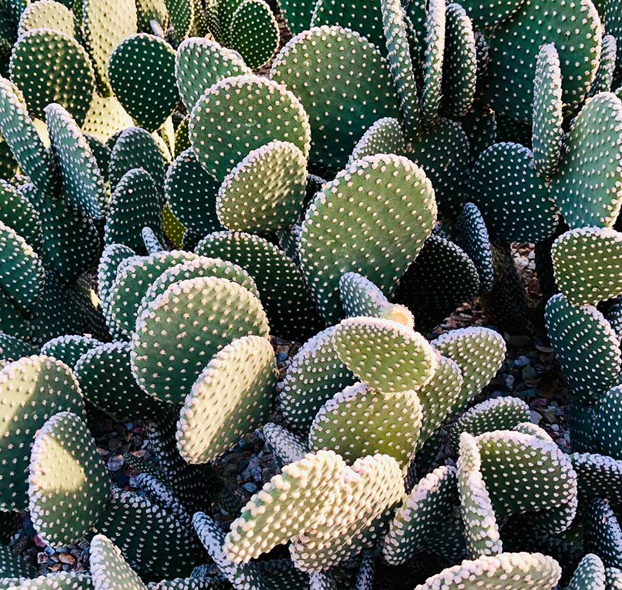 Detail of green cactuses.